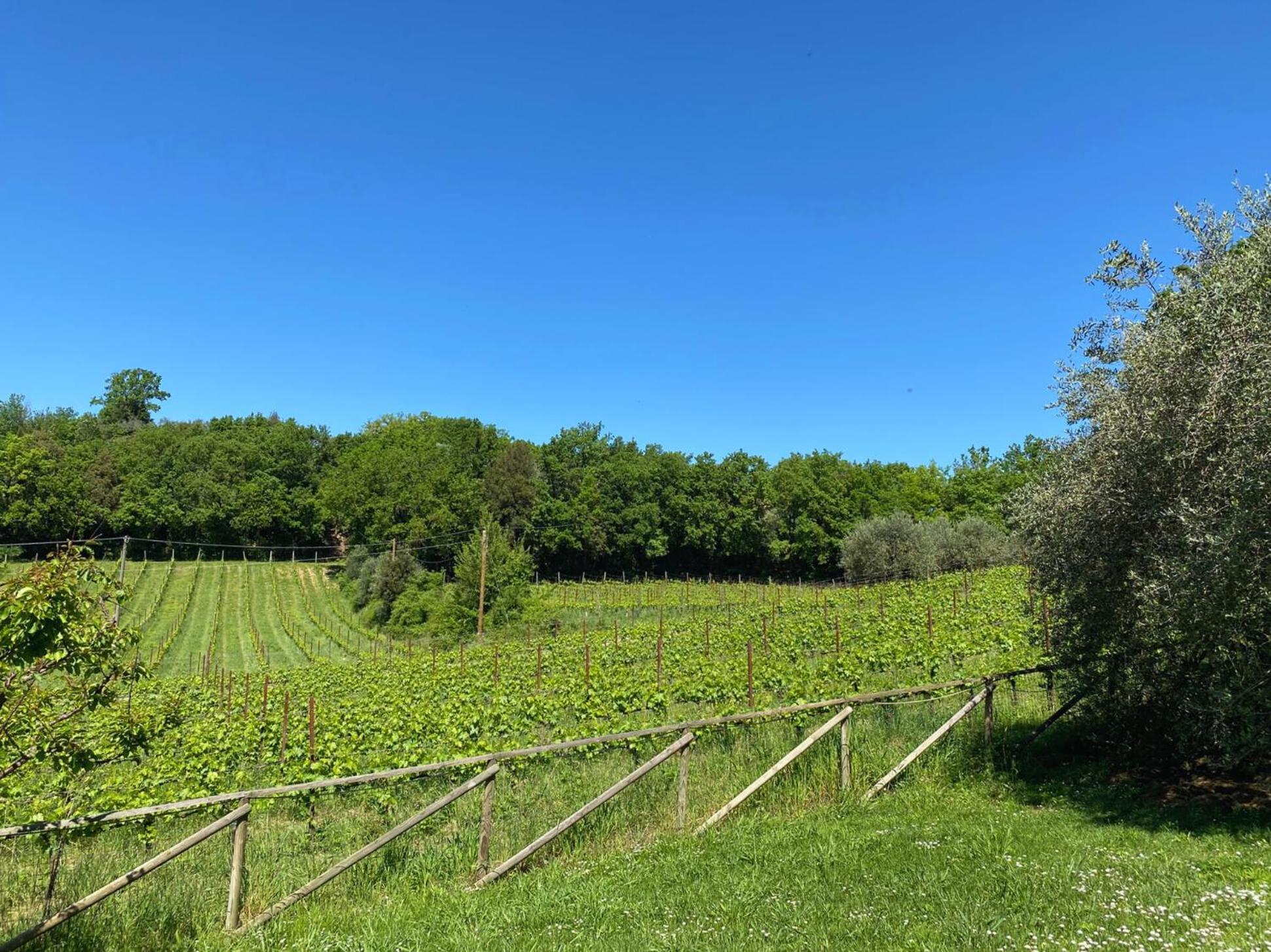 Agriturismo Borgo 7 Tigli - Apt 1 Montepulciano Stazione Екстериор снимка